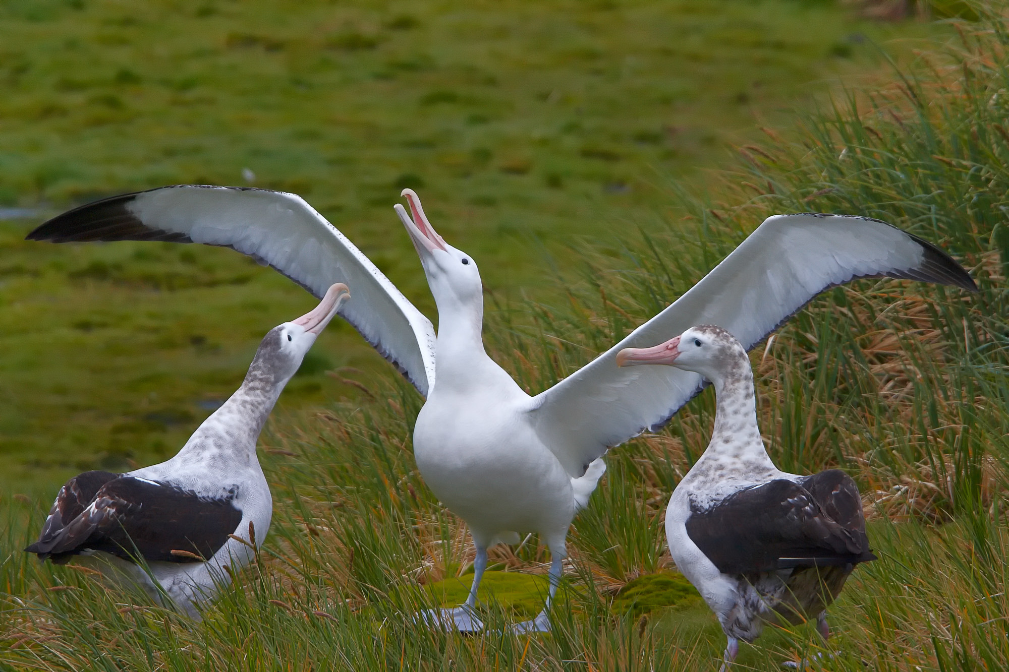 courting wandering albatross, Prion Island, South Georgia